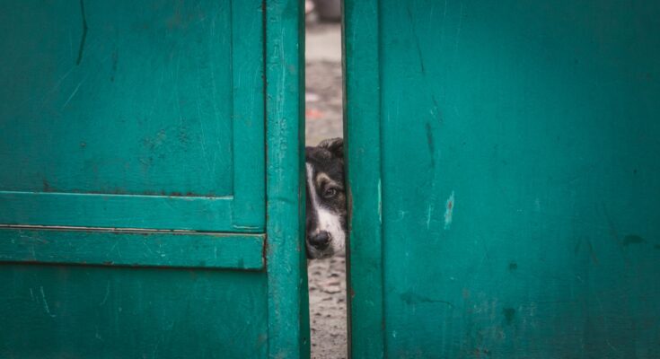 UP Home Guard PET Admit Card